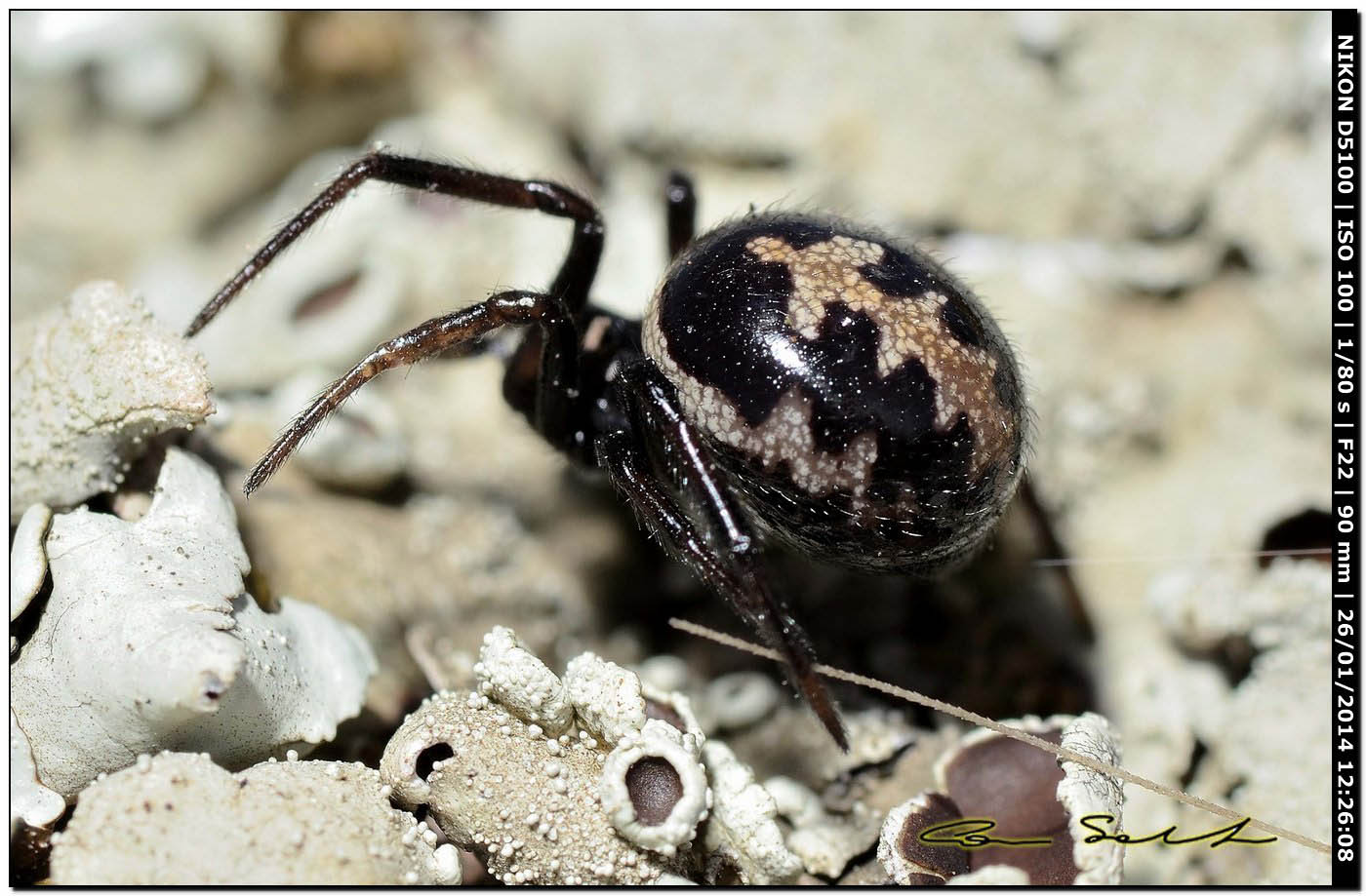 Steatoda paykulliana - Monte Santu Pedru (Alghero, SS)